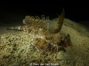 Fingered Dragonet by Marc Van Den Broeck 